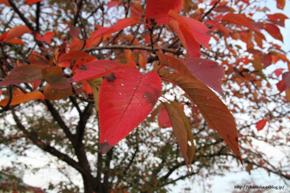 飛鳥川の紅葉_c0189013_11482145.jpg