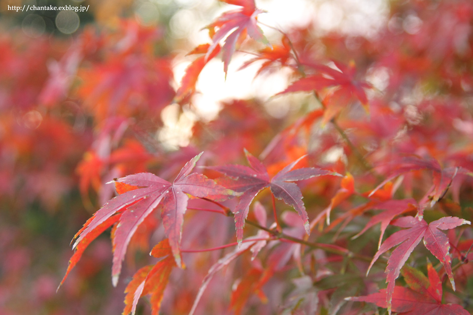 飛鳥川の紅葉_c0189013_11514046.jpg