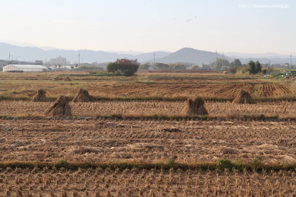 飛鳥川の紅葉_c0189013_11591563.jpg