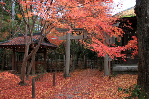 14紅葉めぐり 50 蓮華寺_e0048413_21585422.jpg
