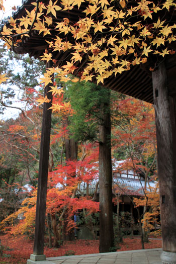 14紅葉めぐり 50 蓮華寺_e0048413_21592328.jpg