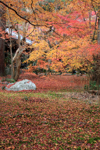 14紅葉めぐり 50 蓮華寺_e0048413_220976.jpg