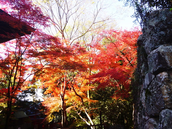 紅葉が綺麗な　犬山城に登る_d0170615_1020156.jpg