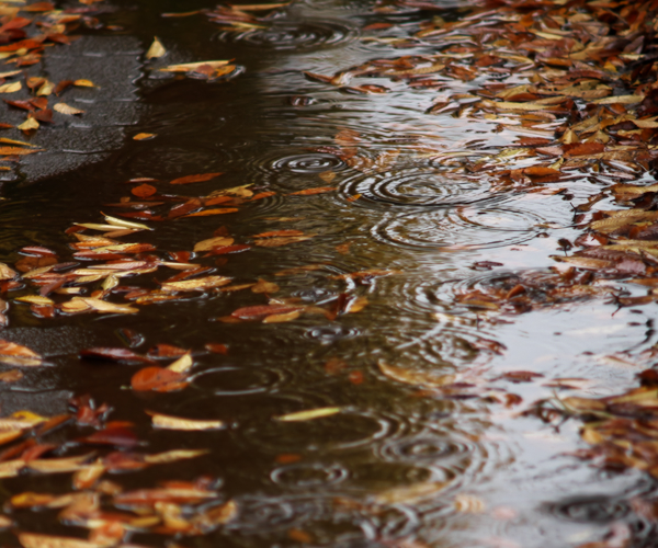 雨の土曜日_c0309734_11515340.jpg