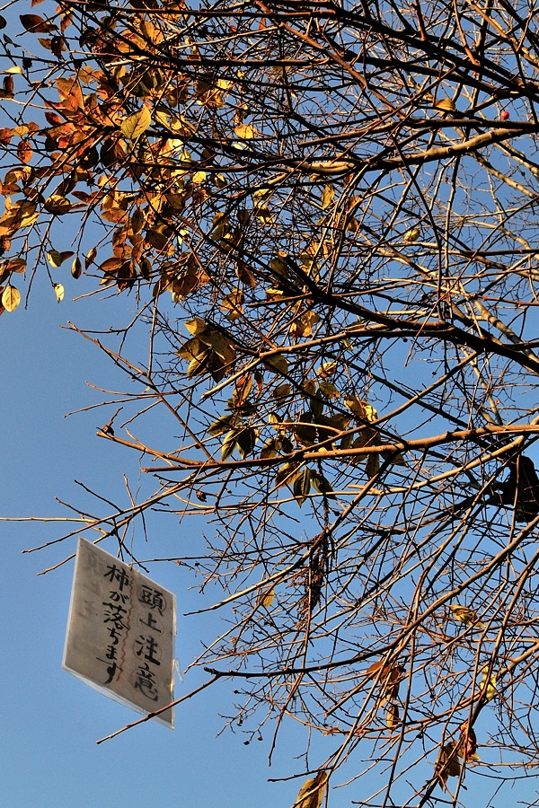 嵯峨嵐山紅葉２０１４－５（ラスト）_d0148541_19324928.jpg