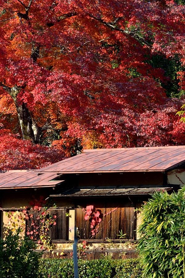 嵯峨嵐山紅葉２０１４－５（ラスト）_d0148541_1934773.jpg