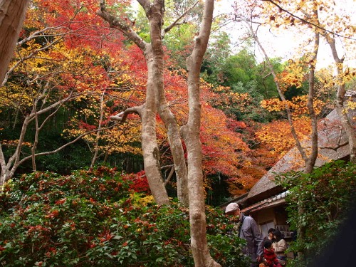 京都の紅葉２_a0232543_13404180.jpg