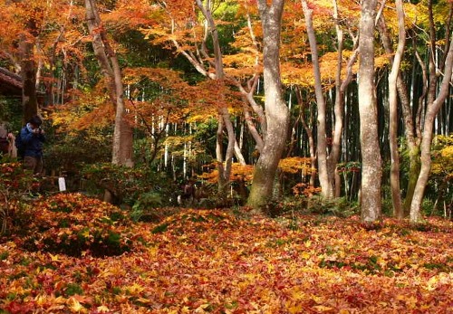 京都の紅葉２_a0232543_13411374.jpg