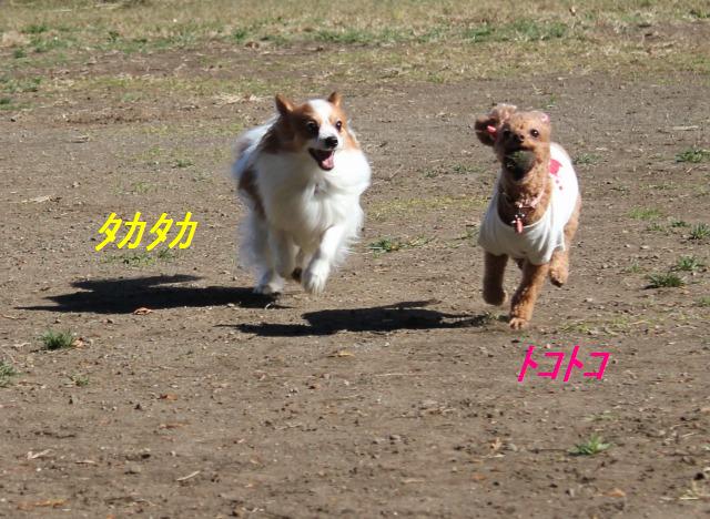 後半は、ボールランチャーで私でも遠投が♪_e0195743_2284810.jpg