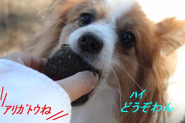 後半は、ボールランチャーで私でも遠投が♪_e0195743_2381230.jpg