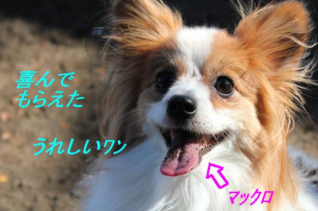 後半は、ボールランチャーで私でも遠投が♪_e0195743_2382284.jpg