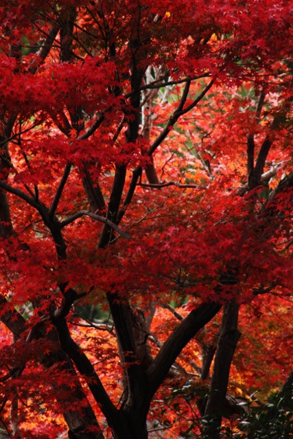 紅葉彩憩　久安寺_e0039744_20495452.jpg