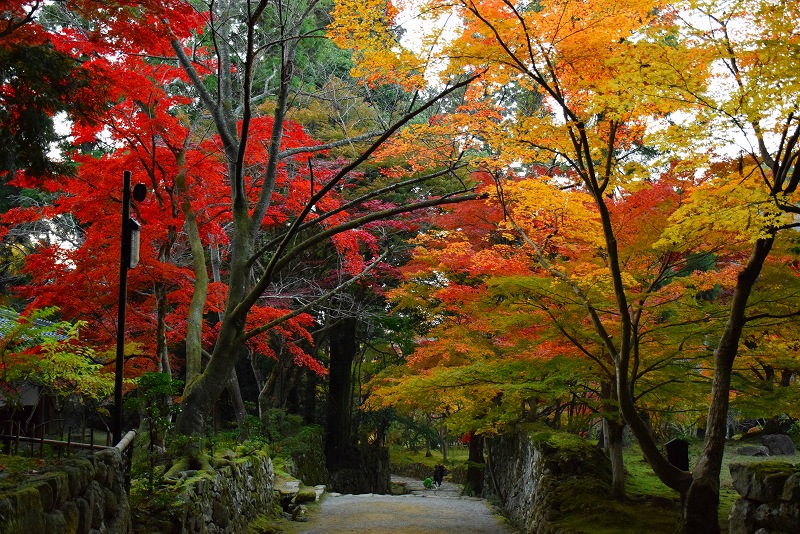 久し振りに訪れた見事な紅葉の『西明寺』（湖東三山の一つ）20141122_e0237645_14391375.jpg