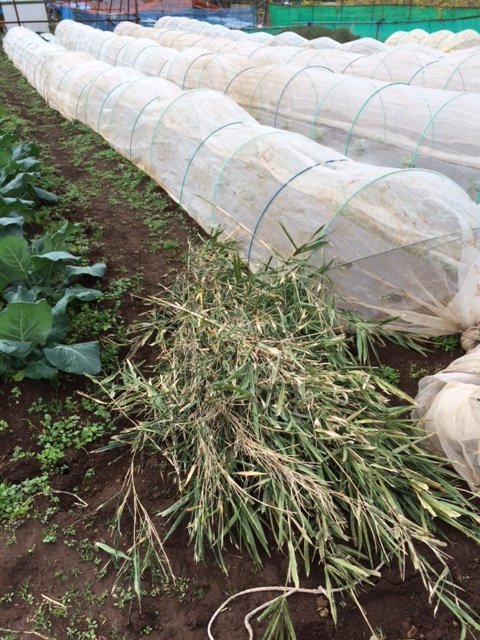 畑に着いた途端　大粒の雨が・・　エンドウ豆に蔓が巻くように　小笹を切って立てて行きます_c0222448_15252378.jpg
