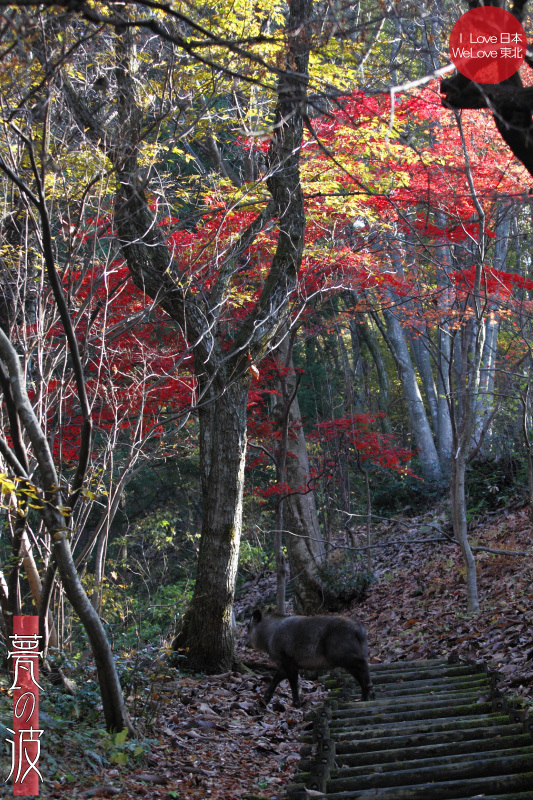 立山グリーンパーク吉峰 紅葉の遊歩道散策（富山県立山町の自然公園）_b0157849_17295580.jpg