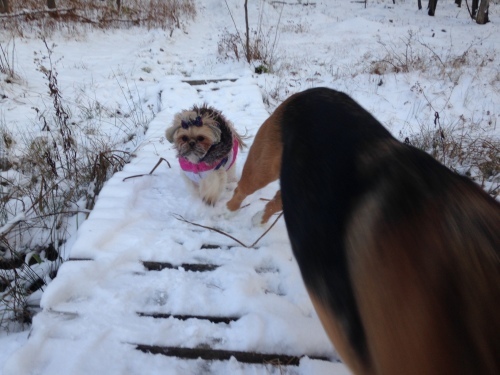 雪の日に都会っ子のワンコは．．．_b0247153_01115165.jpg