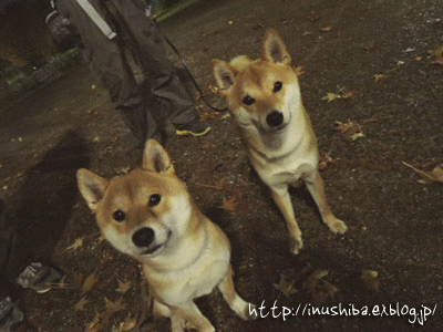 a0286855_11454661.gif
