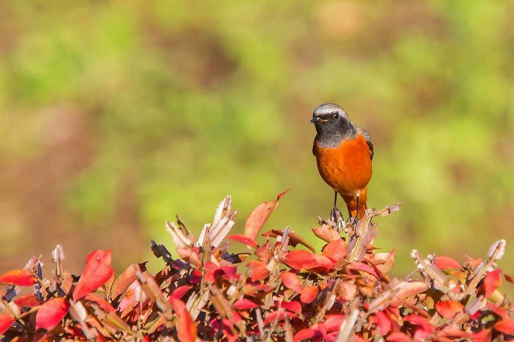 紅葉のニシキギとジョウビタキ♂_f0044056_20525361.jpg