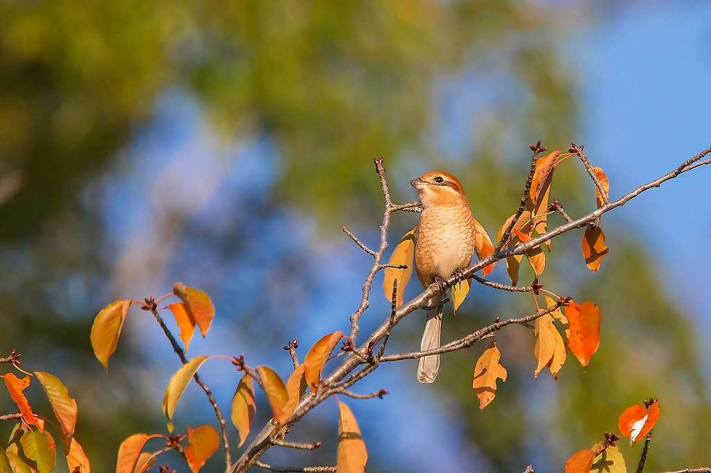 紅葉のニシキギとジョウビタキ♂_f0044056_20535094.jpg