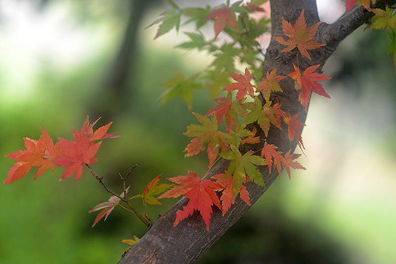 またまた紅葉です（＾＾）　－その2－_b0031558_19471719.jpg