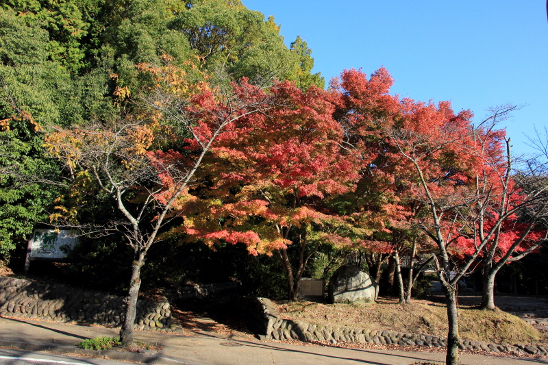 公園の紅葉_c0272958_1013823.jpg