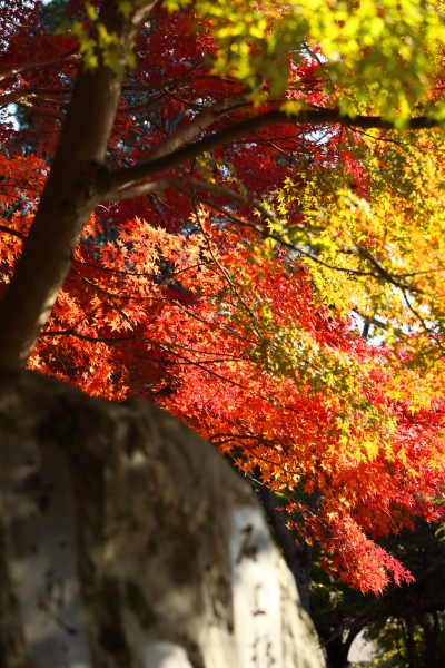 公園の紅葉_c0272958_10153769.jpg