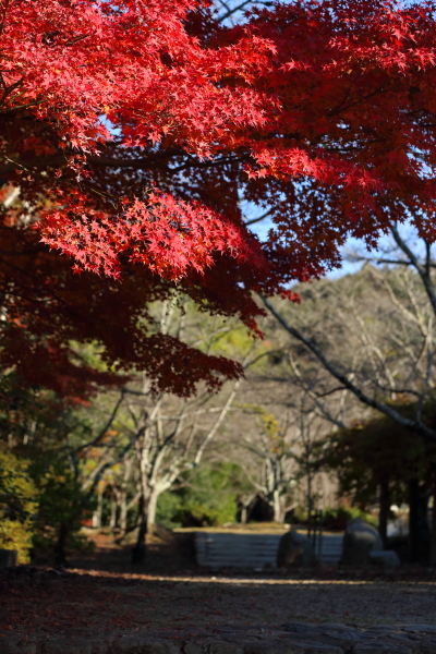 公園の紅葉_c0272958_10195945.jpg