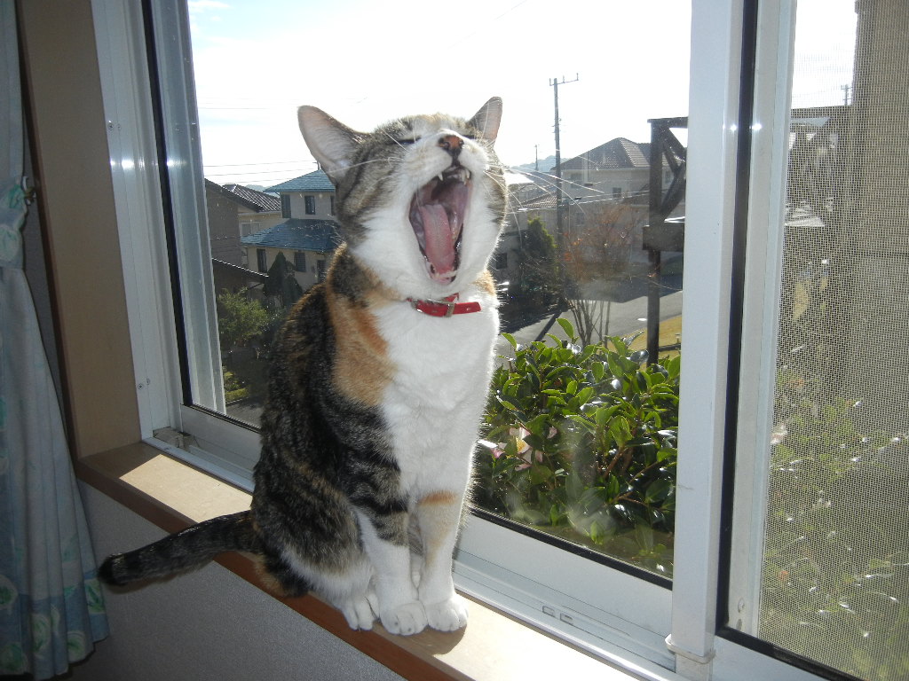 ’14,11,29(土)心ちゃんのあくび3連発~!_f0060461_95774.jpg