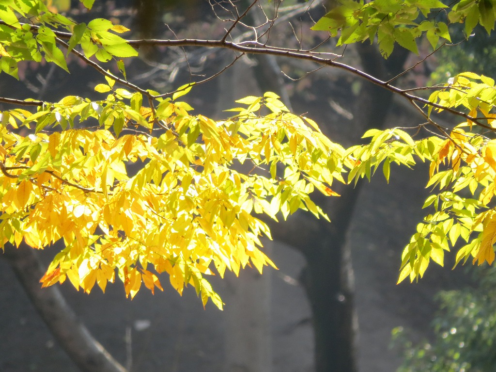 萱田公園 カモ 2014年11月26日 千葉県八千代市 ひとときのやすらぎをあなたに 萱田公園 カモ 2014年11月26日 千葉県八千代市 ひとときのやすらぎをあなたに
