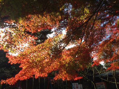 和泉市松尾寺の紅葉_e0136066_2344911.jpg