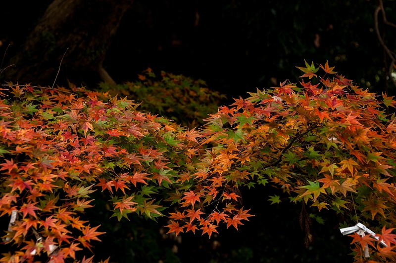 b0198768_2351144.jpg