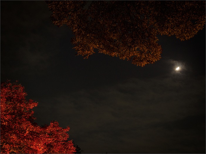 デジタルカレッジ*六義園の紅葉ライトアップを撮る_a0161380_2315207.jpg