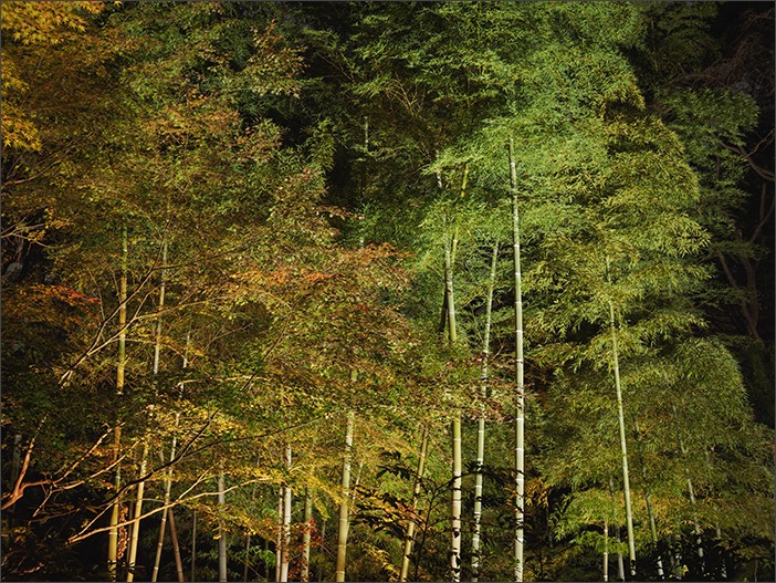 デジタルカレッジ*六義園の紅葉ライトアップを撮る_a0161380_23281830.jpg