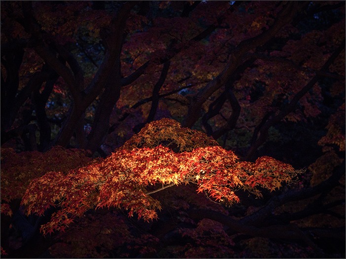 デジタルカレッジ*六義園の紅葉ライトアップを撮る_a0161380_2331135.jpg