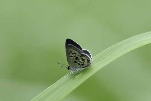 熊本県思い出のチョウ①：ゴイシツバメシジミ_f0348480_15391083.jpg