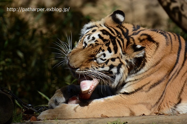 ２０１４年１１月　多摩動物園　その１_a0052986_23133973.jpg