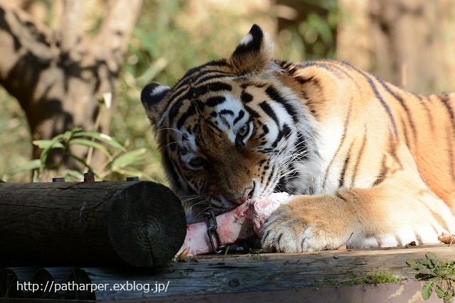 ２０１４年１１月　多摩動物園　その１_a0052986_2316071.jpg