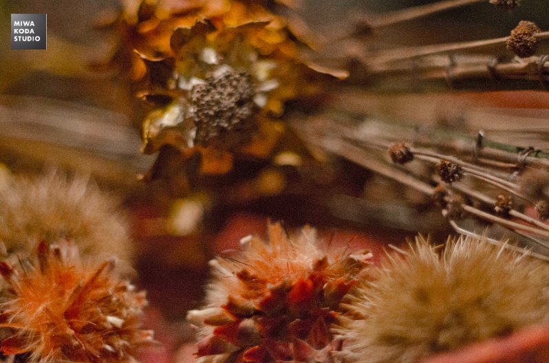 December 1, 2014 冬から秋の色 Color from Autumn to Winter_a0307186_7491788.jpg