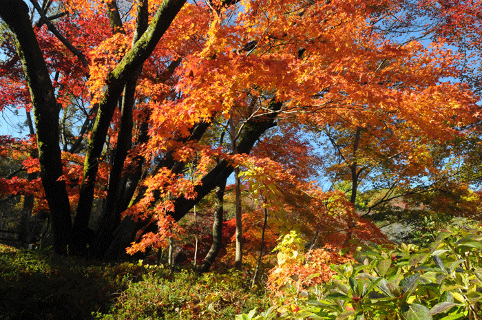 紅映えて…　＜薬師池紅葉＞_e0248688_972238.gif