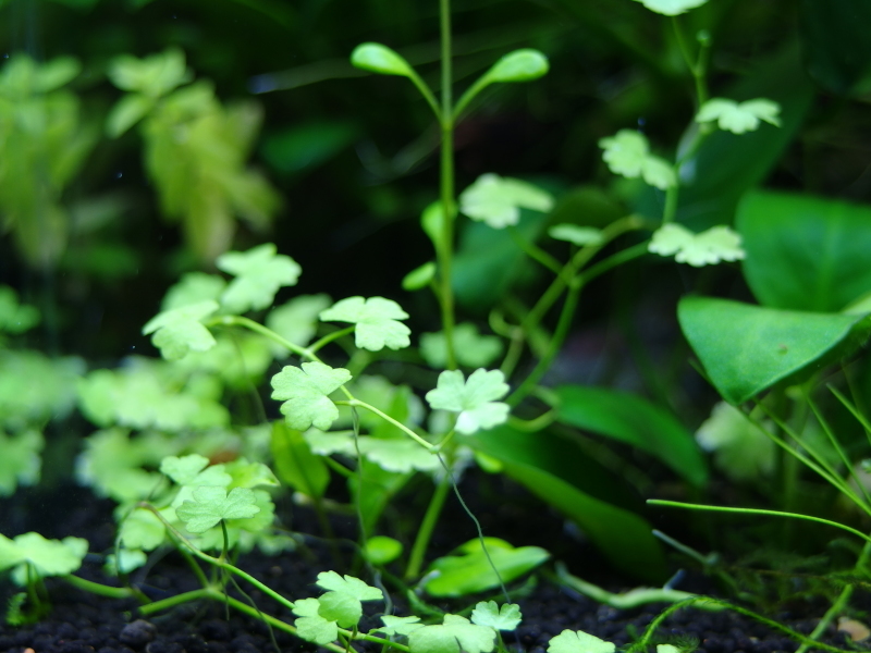 水草たちの写真_f0345888_00035357.jpg