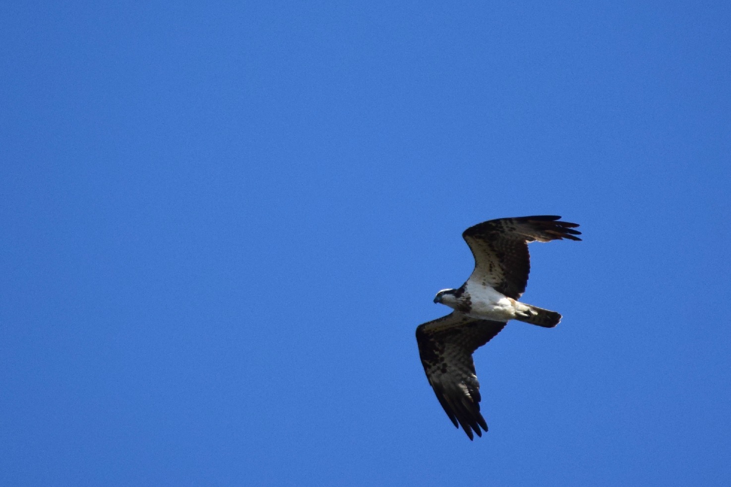 手賀沼の野鳥②_a0127090_2151145.jpg