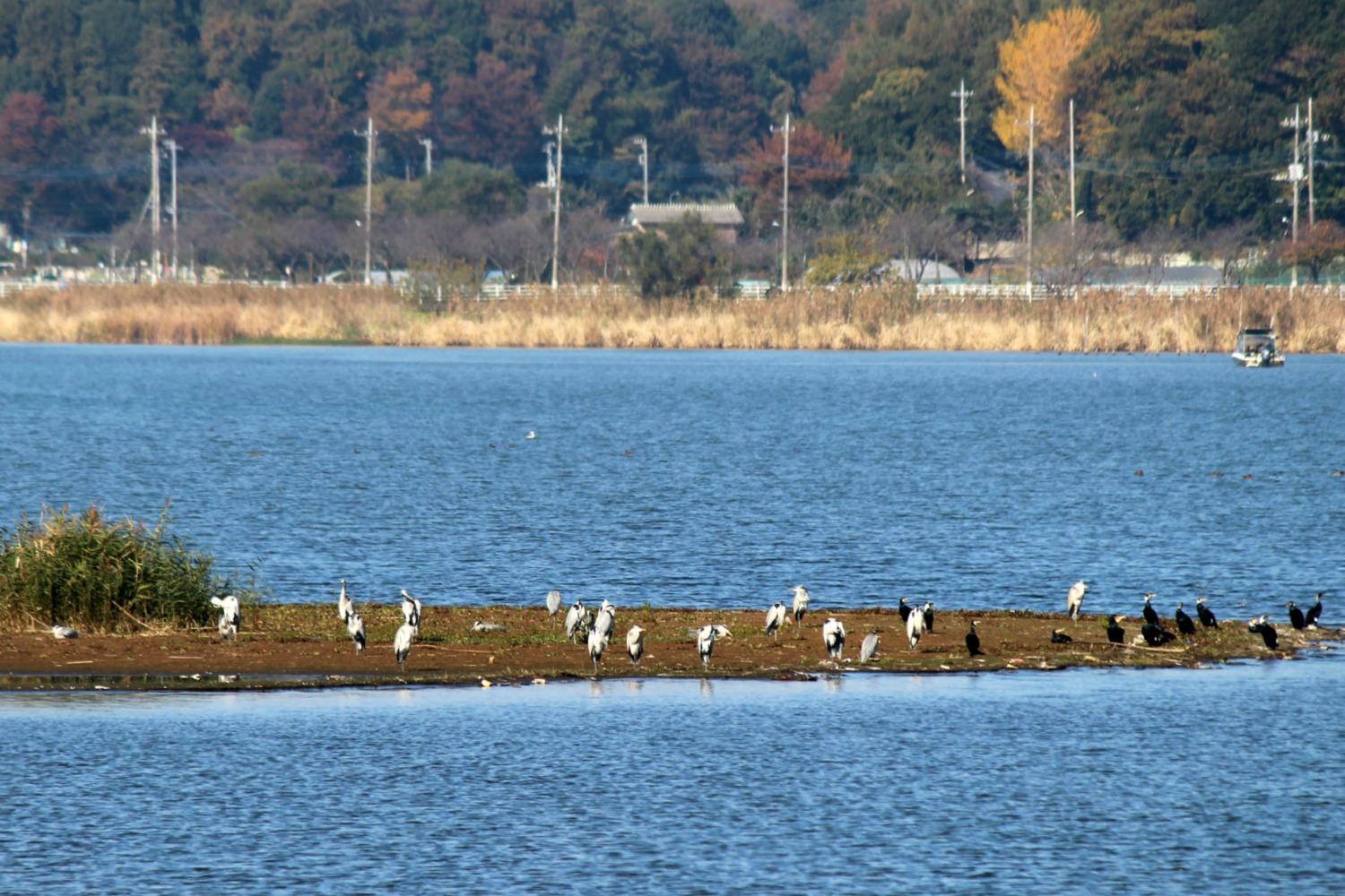 手賀沼の野鳥②_a0127090_21594386.jpg