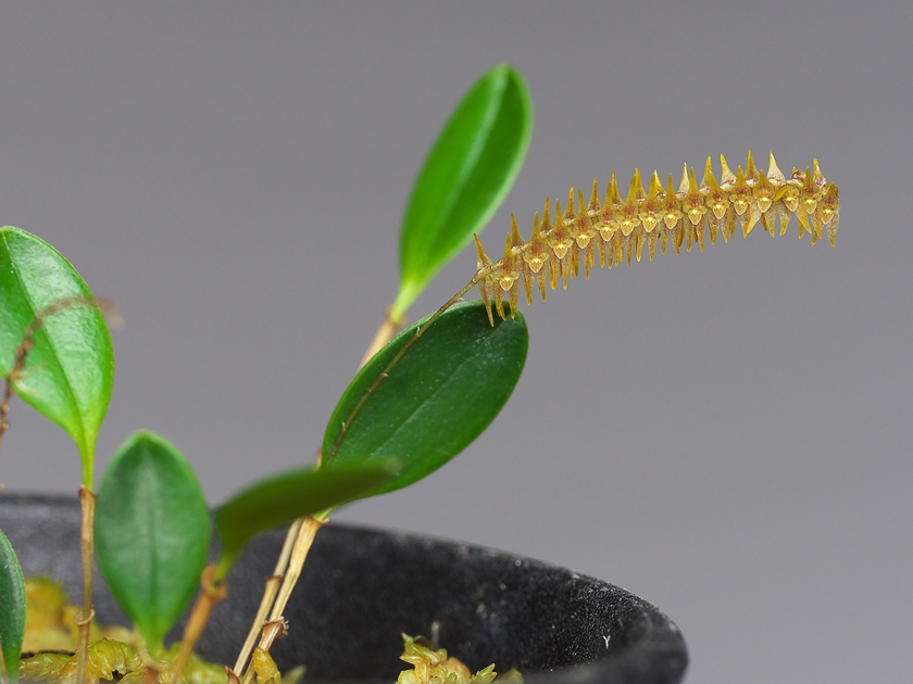 Lepanthopsis acuminata \'Fox Den\' その３_a0267399_22384318.jpg