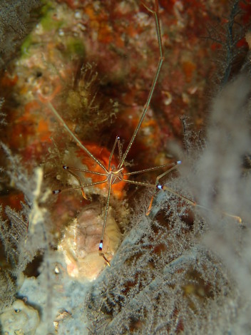 e0115199_15011696.jpg