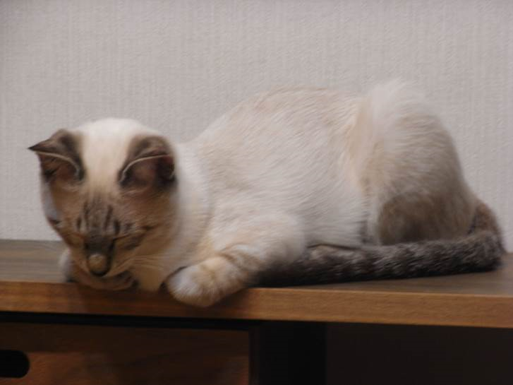 a0318802_182273.png