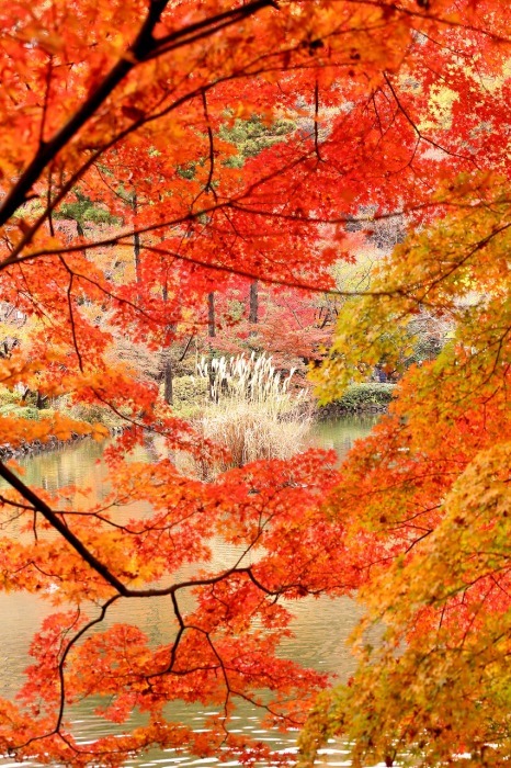 町田市の薬師池公園は、５００ｍｍの大砲レンズを三脚に乗せたカメラマンが勢ぞろい、その目的は？_b0291402_17211392.jpg