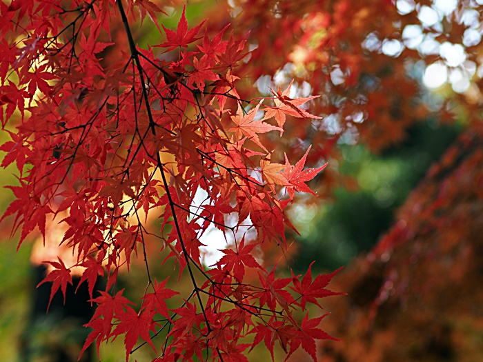 赤塚植物園で紅葉狩り_c0187503_19491658.jpg