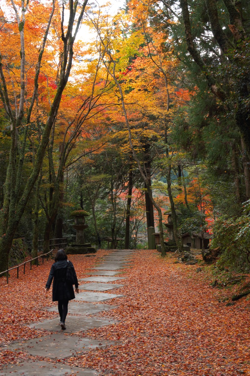 紅葉の京都駆け足の旅　－　栂尾高山寺_c0156404_944083.jpg