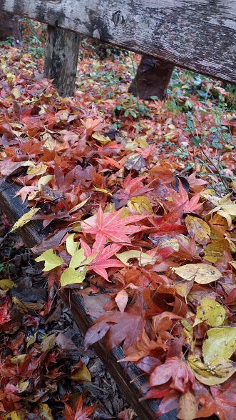 紅葉のてんこ盛り_a0122205_14274015.jpg