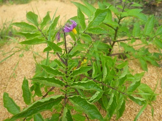 c0280206_23202222.jpg